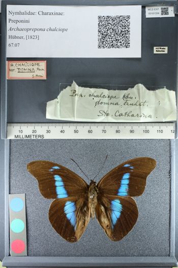 Media type: image;   Entomology 161334